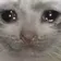 SadCat SadCat