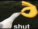 shut