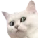 CZ_CatWut Discord Emoji