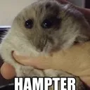 hampter hampter