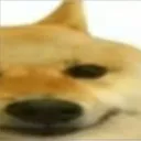 doggo2