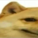 doggo1 doggo1