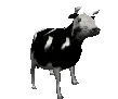 polishcow