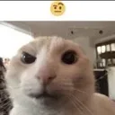 thonkcat thonkcat