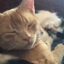 turboandsquirtaresupreme Discord Emoji