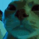 discocat