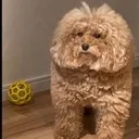 amogusdog