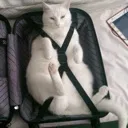 PreciousCargo