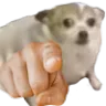 dogpoint