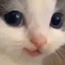 hehe hehe