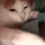 litcat Discord emoji