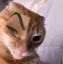 Opaa