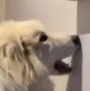 chomp2
