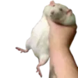 ratGrab