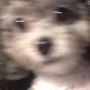 panik