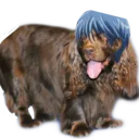 kitesdog