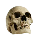 skull
