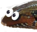fierskonk