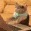 keyboardcat