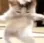 catdancin