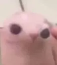 Bingus