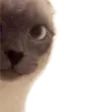 merlinLurk
