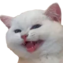 kittyhehe kittyhehe