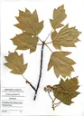 sorbus_torminalis