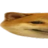 doge1