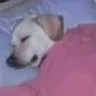 sleep sleep