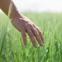 TouchGrass