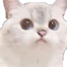 catstare Discord Emoji
