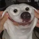 creepydog