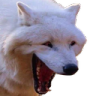 doghahaha Discord emoji