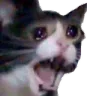pyl_ScreamingCat pyl_ScreamingCat