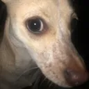 myotisstare myotisstare