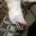 why