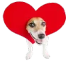perrocorazon