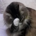 Cat Dab CatDab Discord Emoji