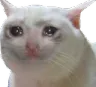 crycat