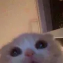catpeek