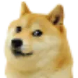 doge_stare