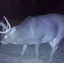Imthicc