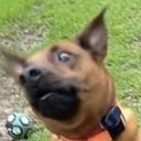 Dahg Discord emoji