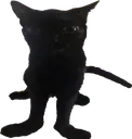 gato