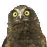 owlJAM