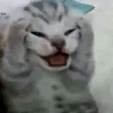 cat_stress