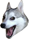 husky husky