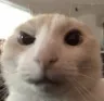eyebrowcat eyebrowcat