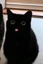 Catblep catblep Discord Emoji